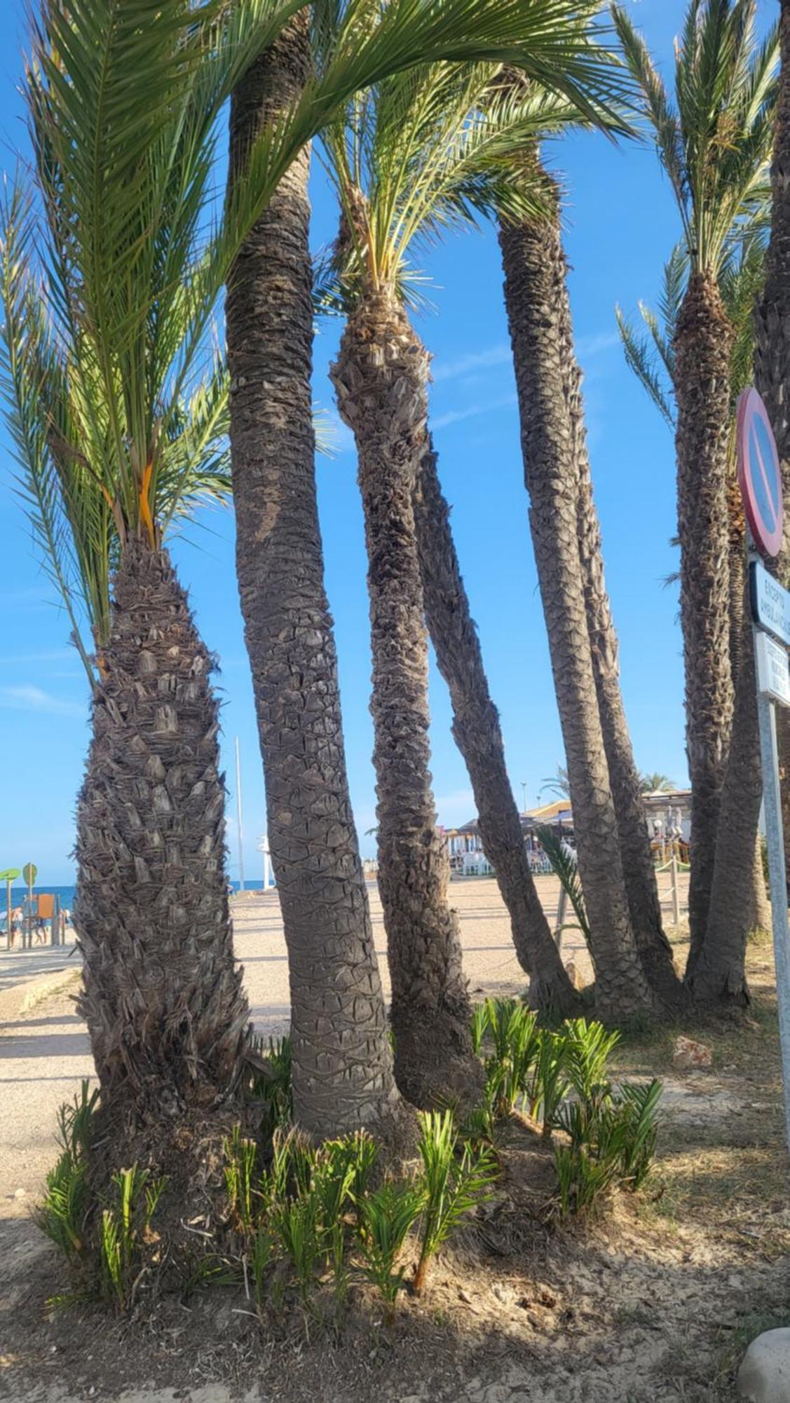 Apartamento Ines, Dehesa De Campoamor,900M From The Sea , Swimming Pool & Tennis Court Buitenkant foto